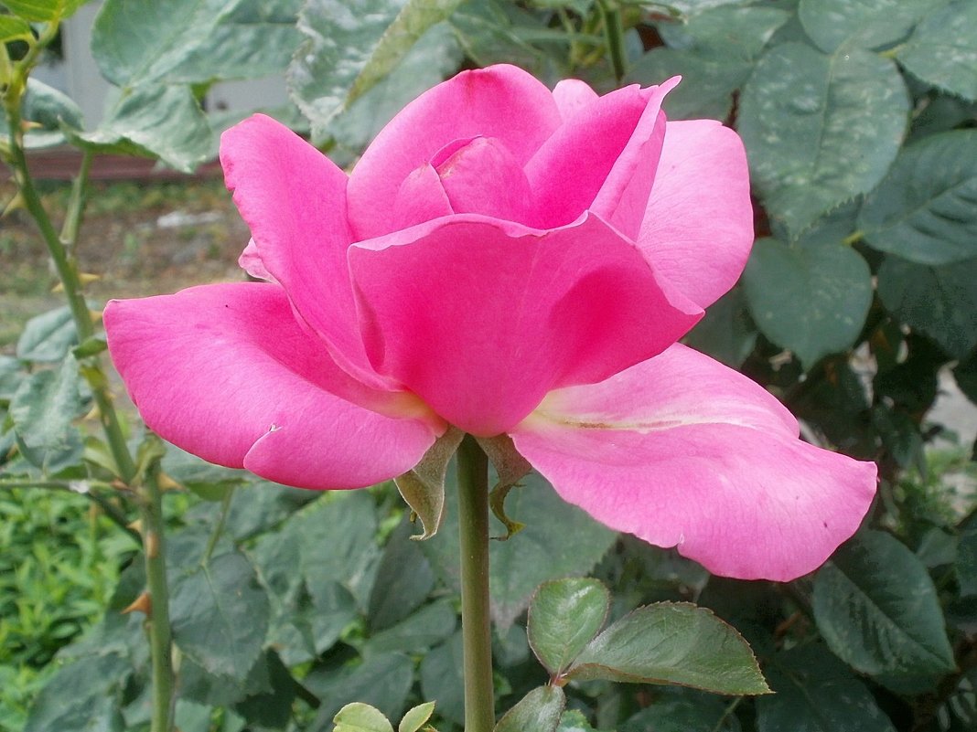Пурпурная роза - Марина Чайкина
