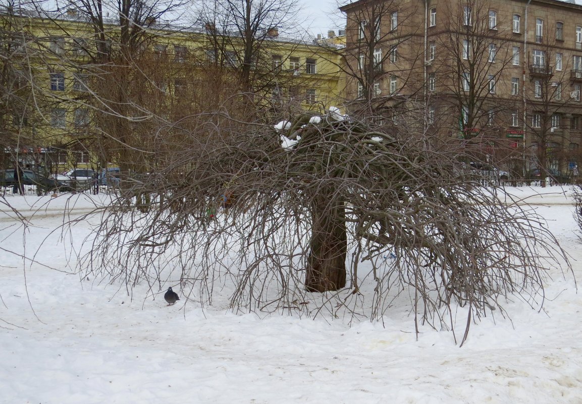 Дерево - Вера Щукина