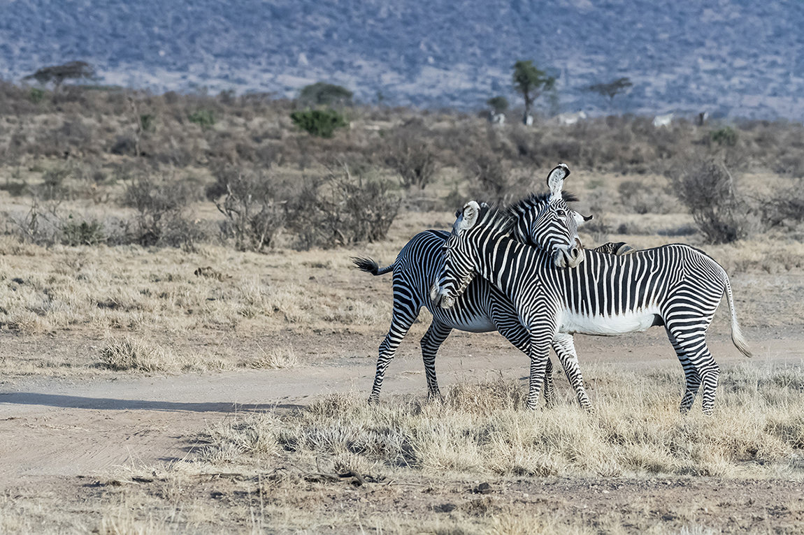 ZEBRAS - ian 35AWARDS