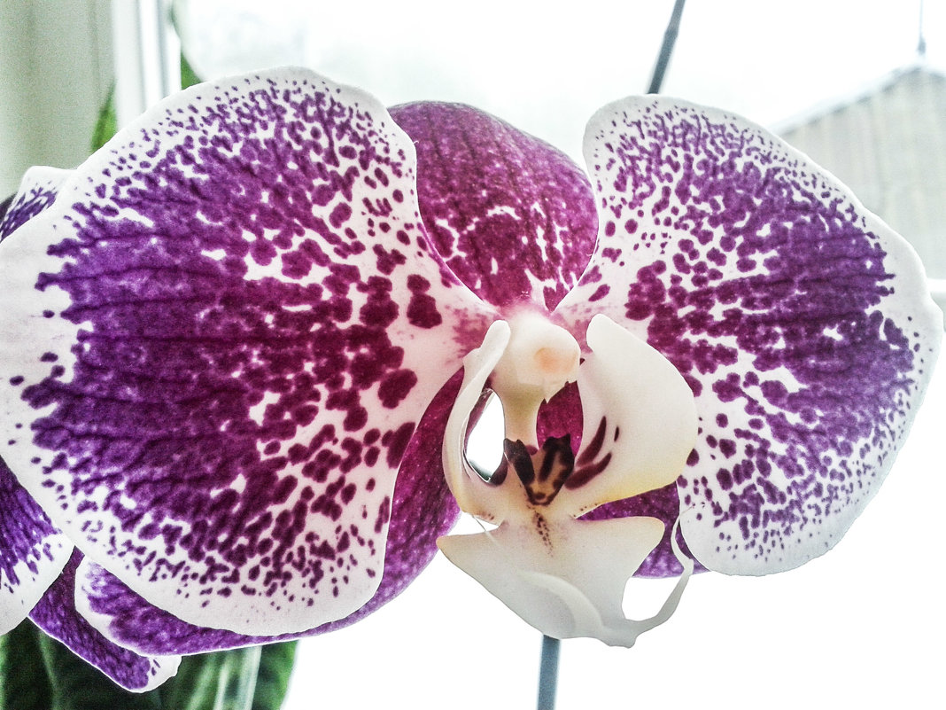 Королева цветов орхидея - Юлия Закопайло