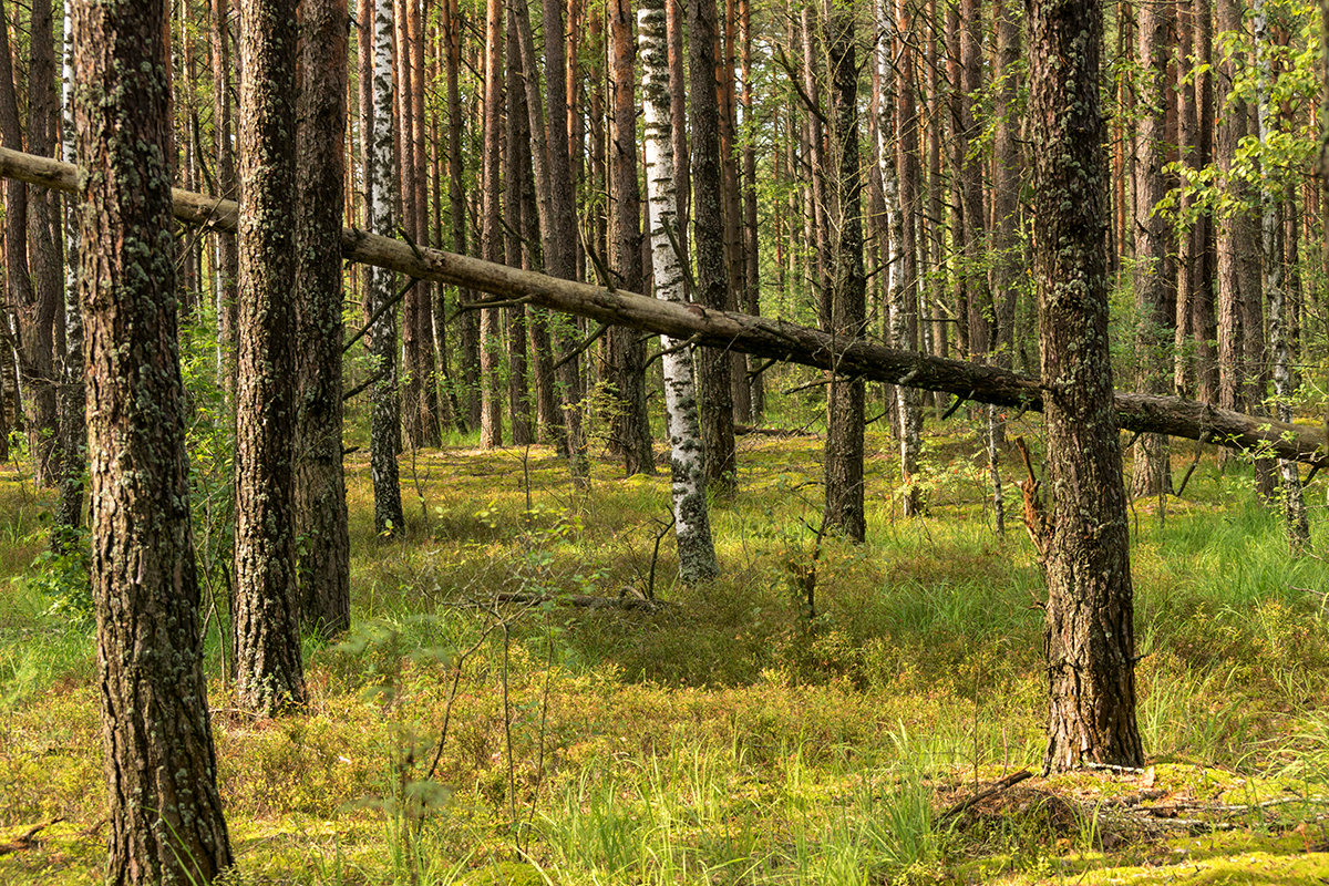 Лес в Республике Беларусь - Игорь Сикорский