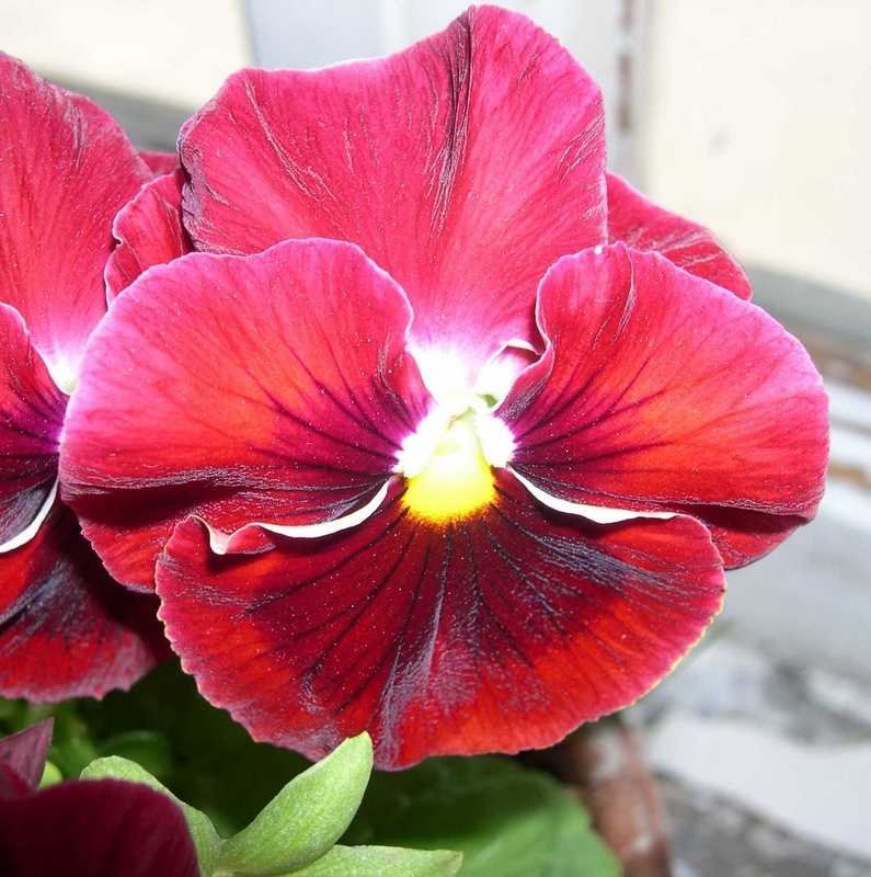 Viola tricolor 4 - Андрей Lactarius