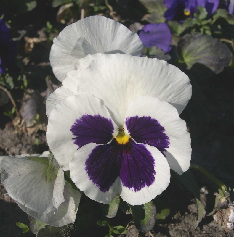 Viola tricolor 7 - Андрей Lactarius