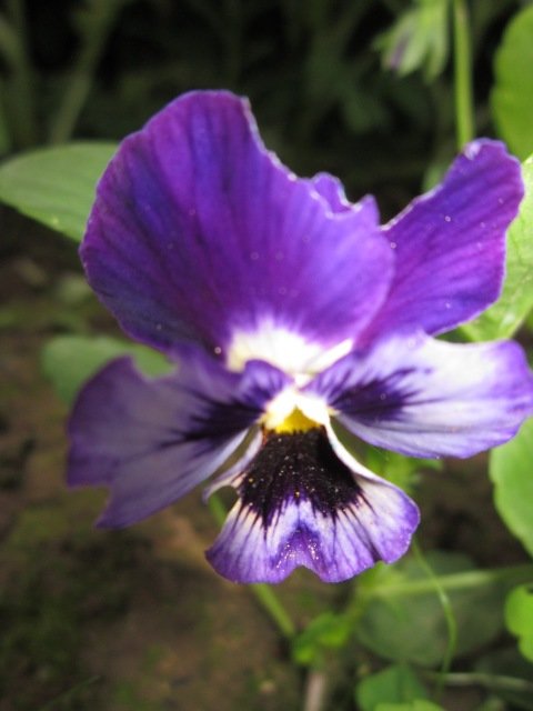 Красивый фиолетовый цветок - Дмитрий Никитин