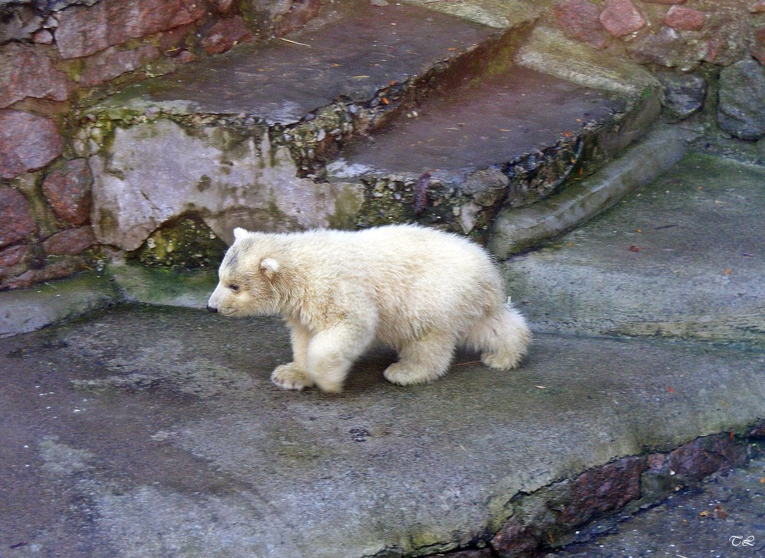 трехмесячный малыш - медвежонок - Татьяна Ларионова
