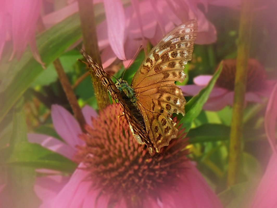 Бабочка на цветке - Попкова Александра 
