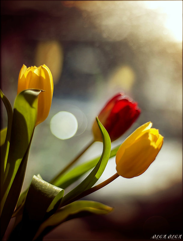 Букет тюльпанов на окне - OLGA OLGA 