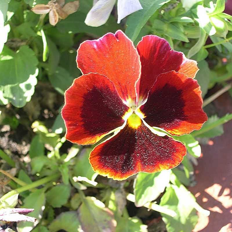 Viola tricolor 22 - Андрей Lactarius