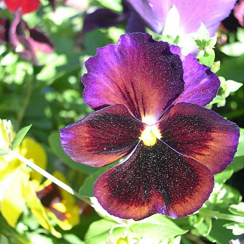 Viola tricolor 24 - Андрей Lactarius