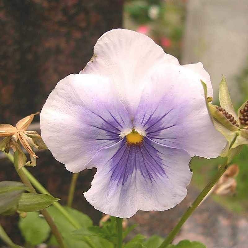 Viola tricolor 28 - Андрей Lactarius