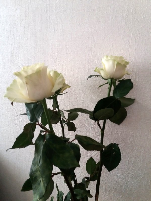 Белые розы - Агриппина 