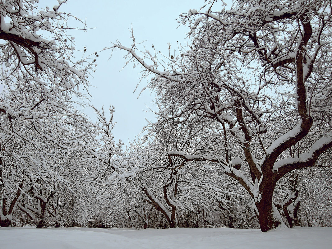 Яблоневый сад зимой - Денис Масленников