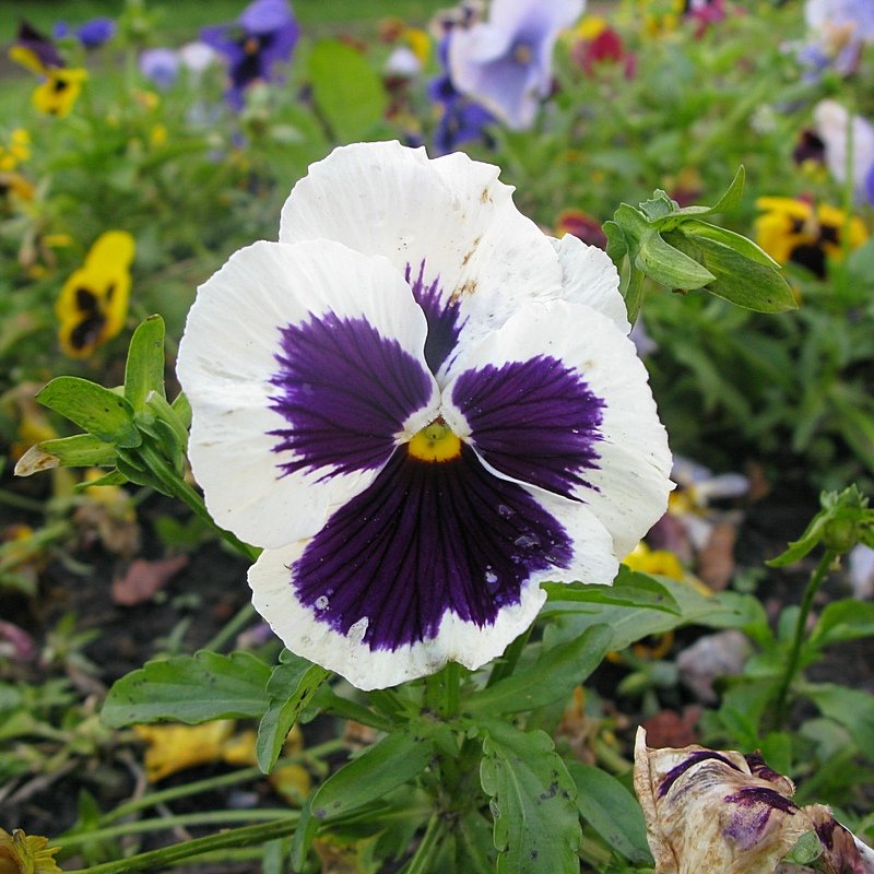 Viola tricolor 34 - Андрей Lactarius