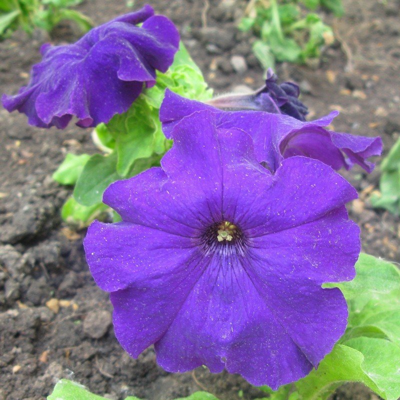 Viola tricolor 38 - Андрей Lactarius