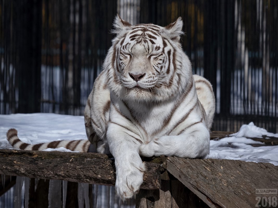 Бенгальский тигр - Владимир Шадрин