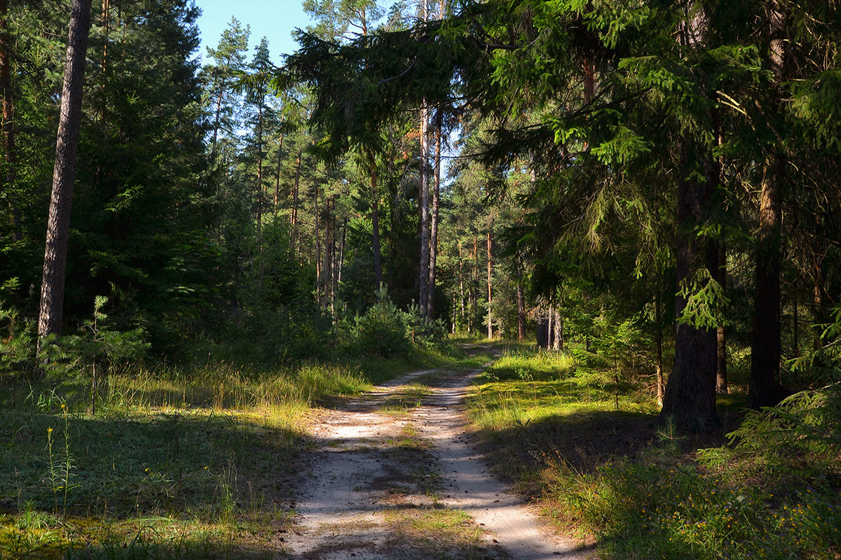 Прогулка по лесу - Алексей (GraAl)