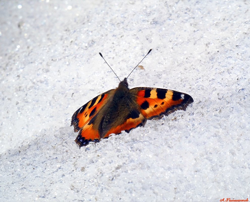 Бабочки на снегу... - Андрей Заломленков