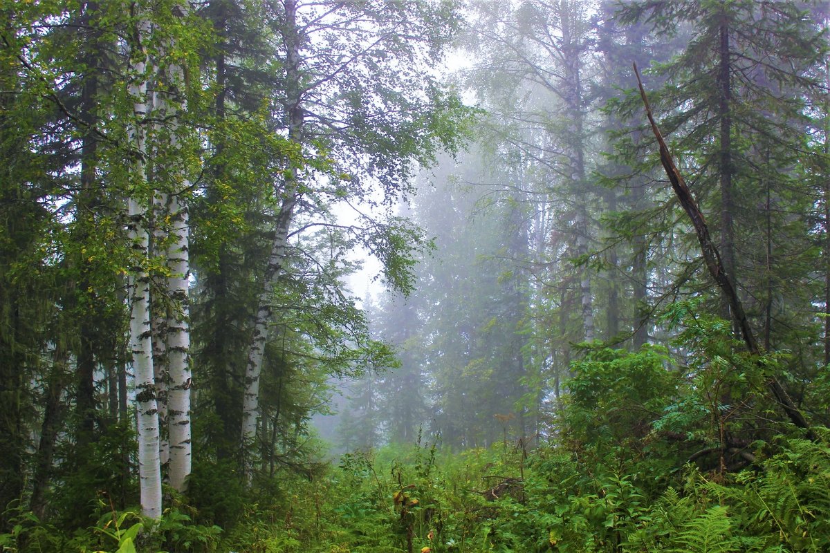 Утренний лес - Сергей Чиняев 