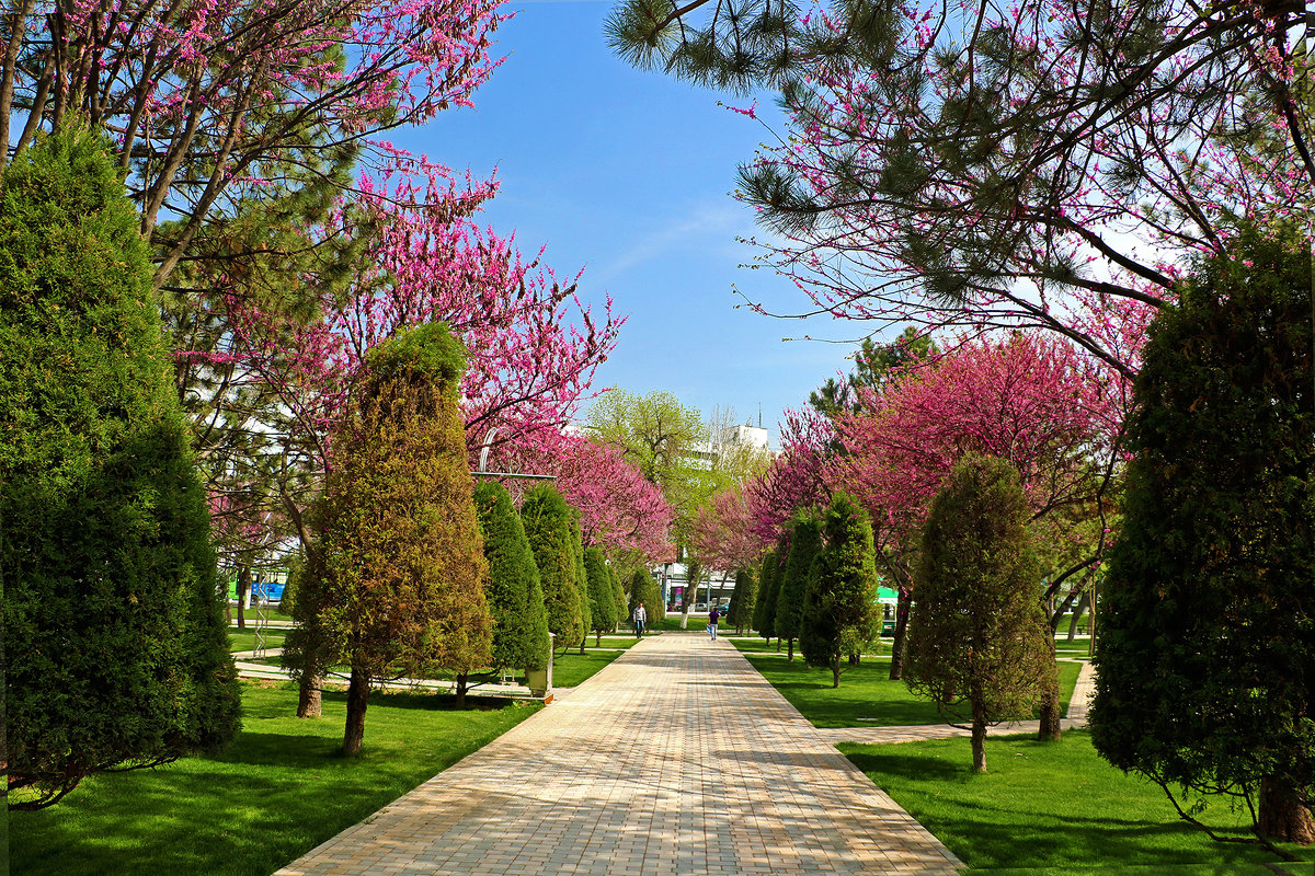 Время цветения церциса в Ташкенте - Светлана 