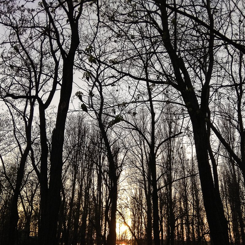 Закат сквозь леса - Алексей 