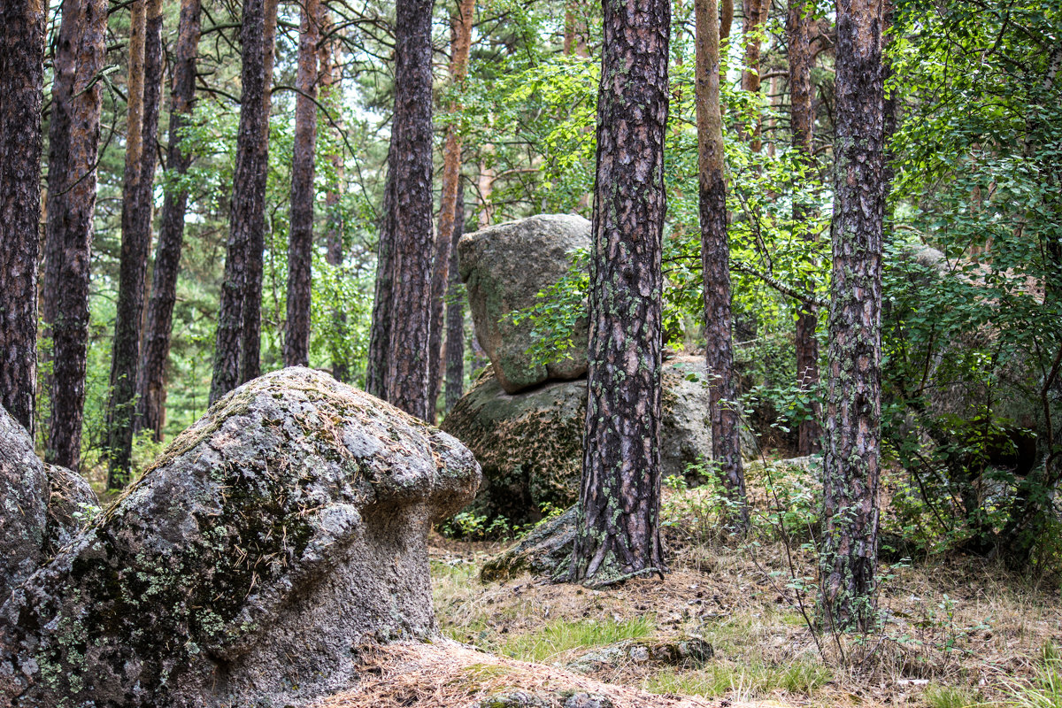 В лесу - Светлана SvetNika17