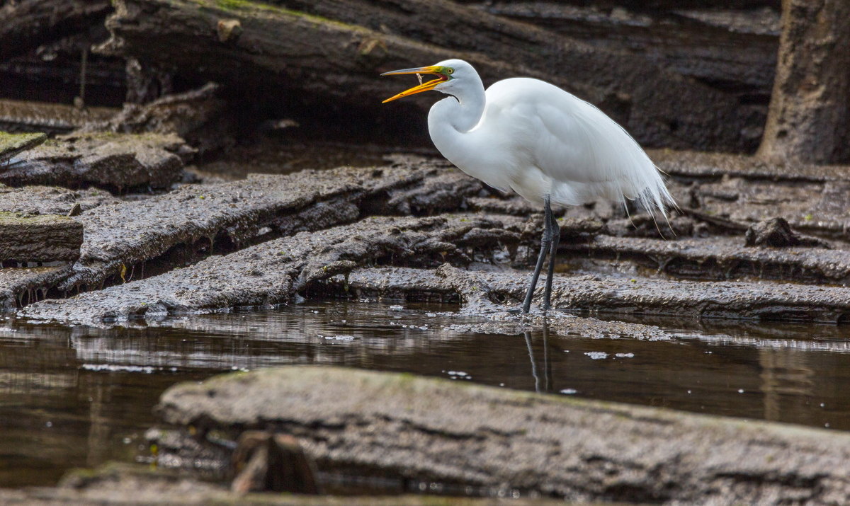 Great Egret - Naum 