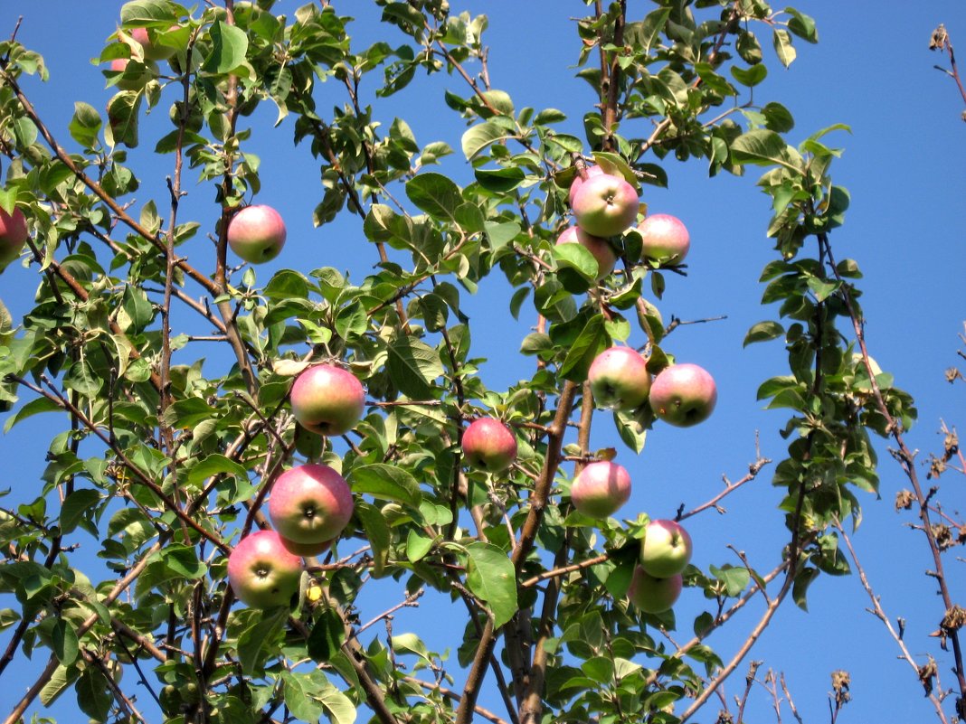 Дачные яблочки - Надежда 