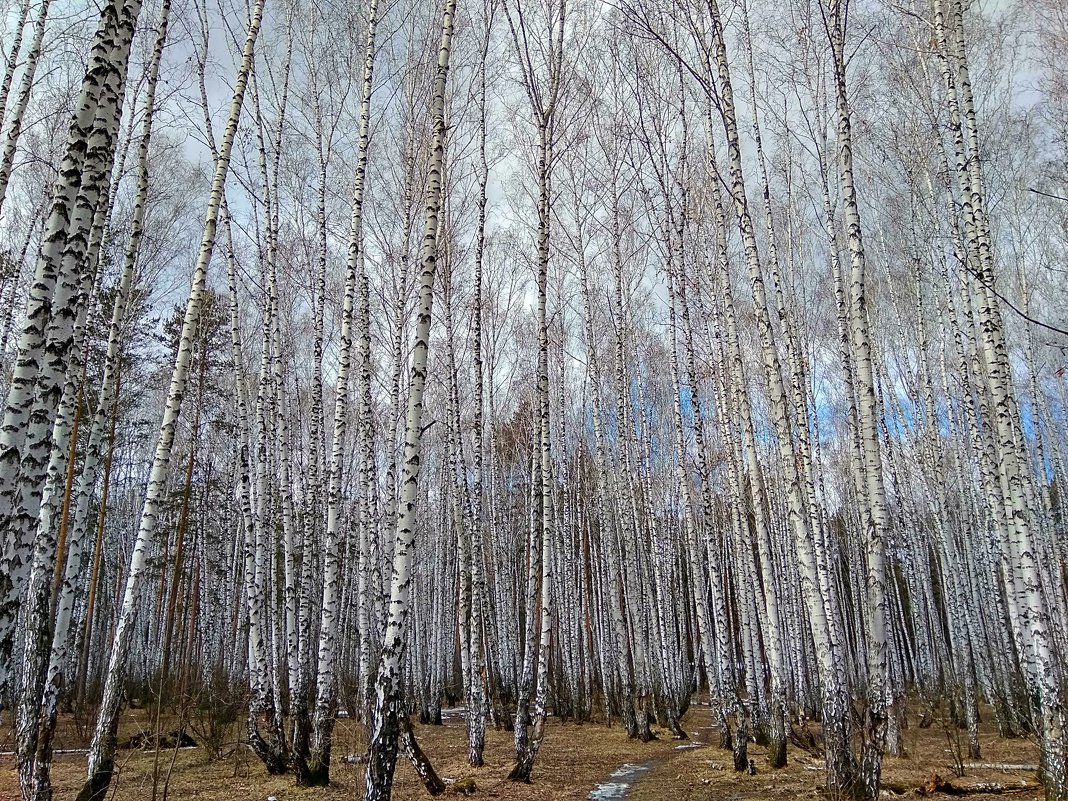 Красота апрельского леса ... - Татьяна Котельникова