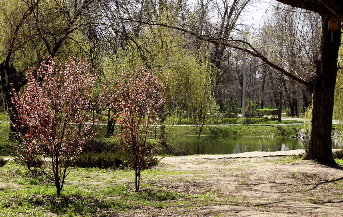 Весна идёт по парку. - barsuk lesnoi