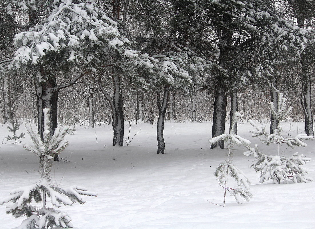 Деревья в снегу! - жанна нечаева