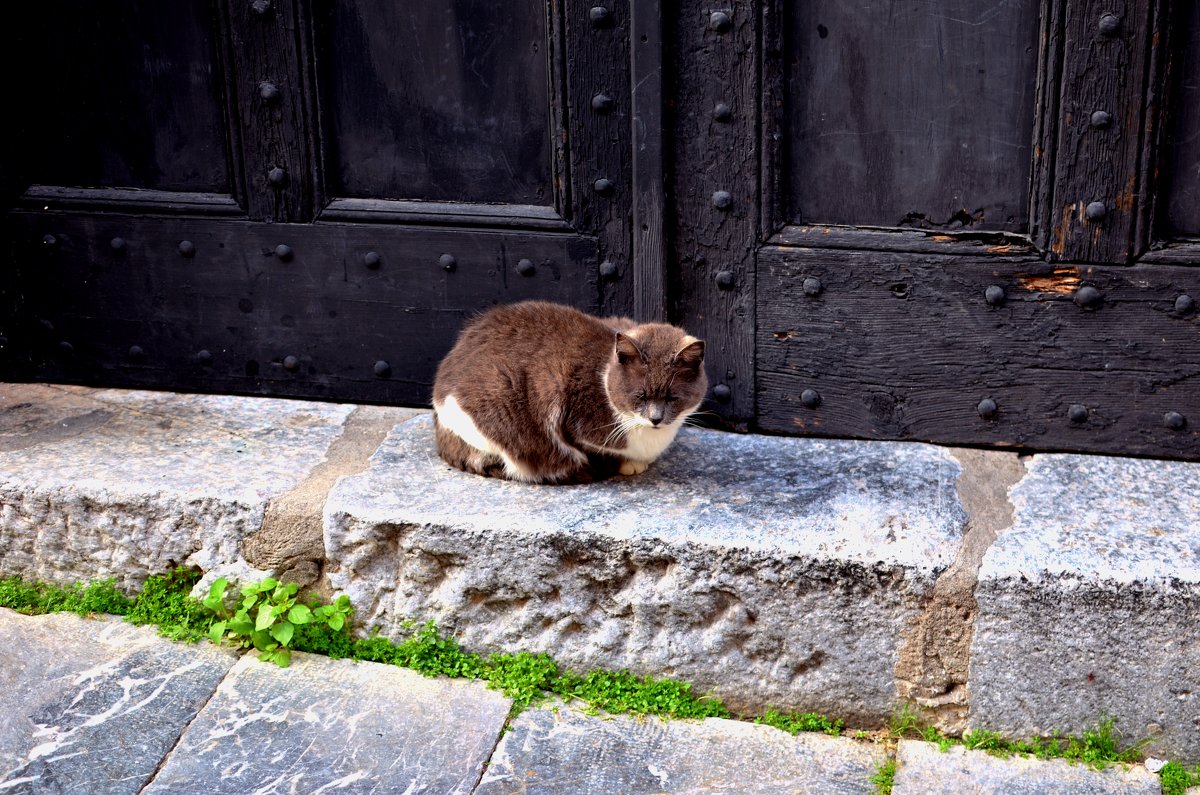 Кошка на улицах города - Svetlana Erashchenkova
