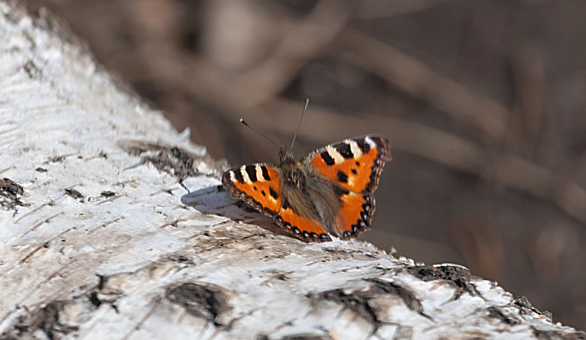 Первые бабочки весны - Анатолий Иргл