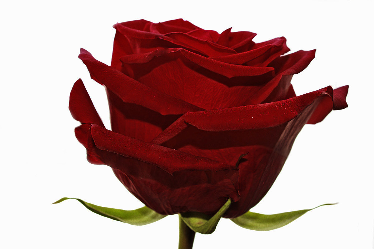 ... бордовая роза - эмблема любви. :-) - Александр Иванов