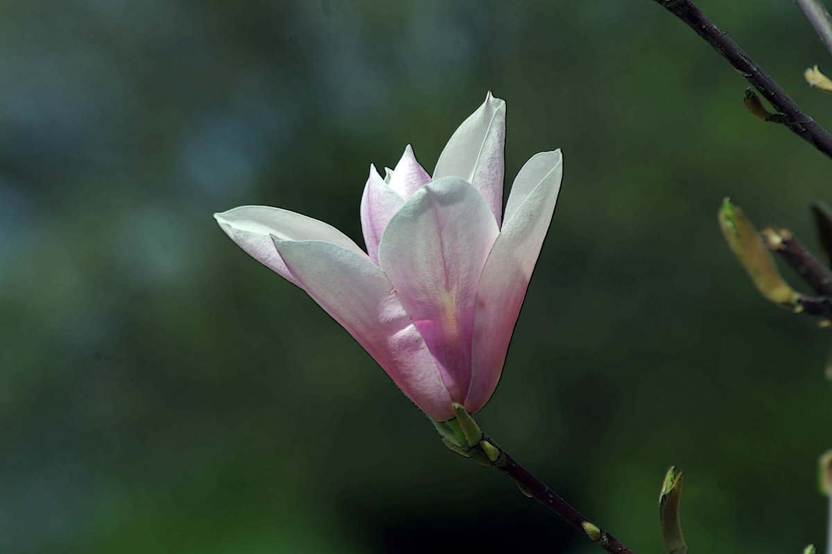 цветок магнолии - юрий иванов