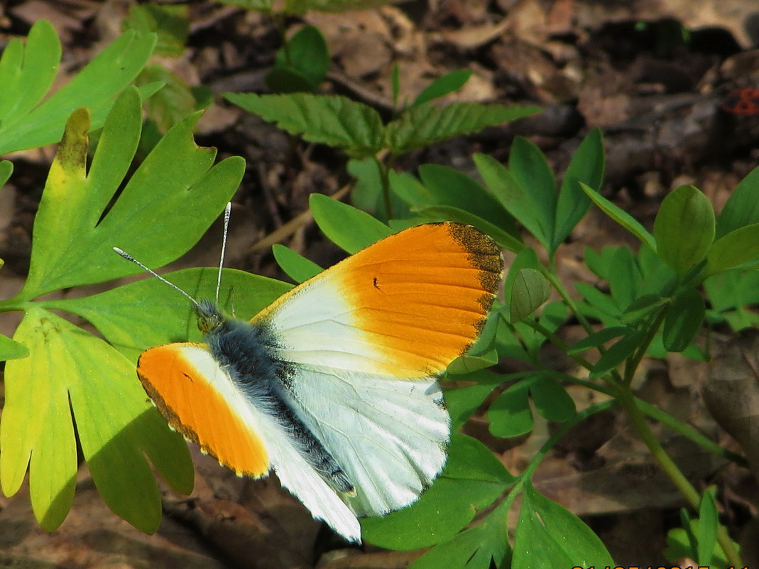 Бабочки Зорька и желтушка