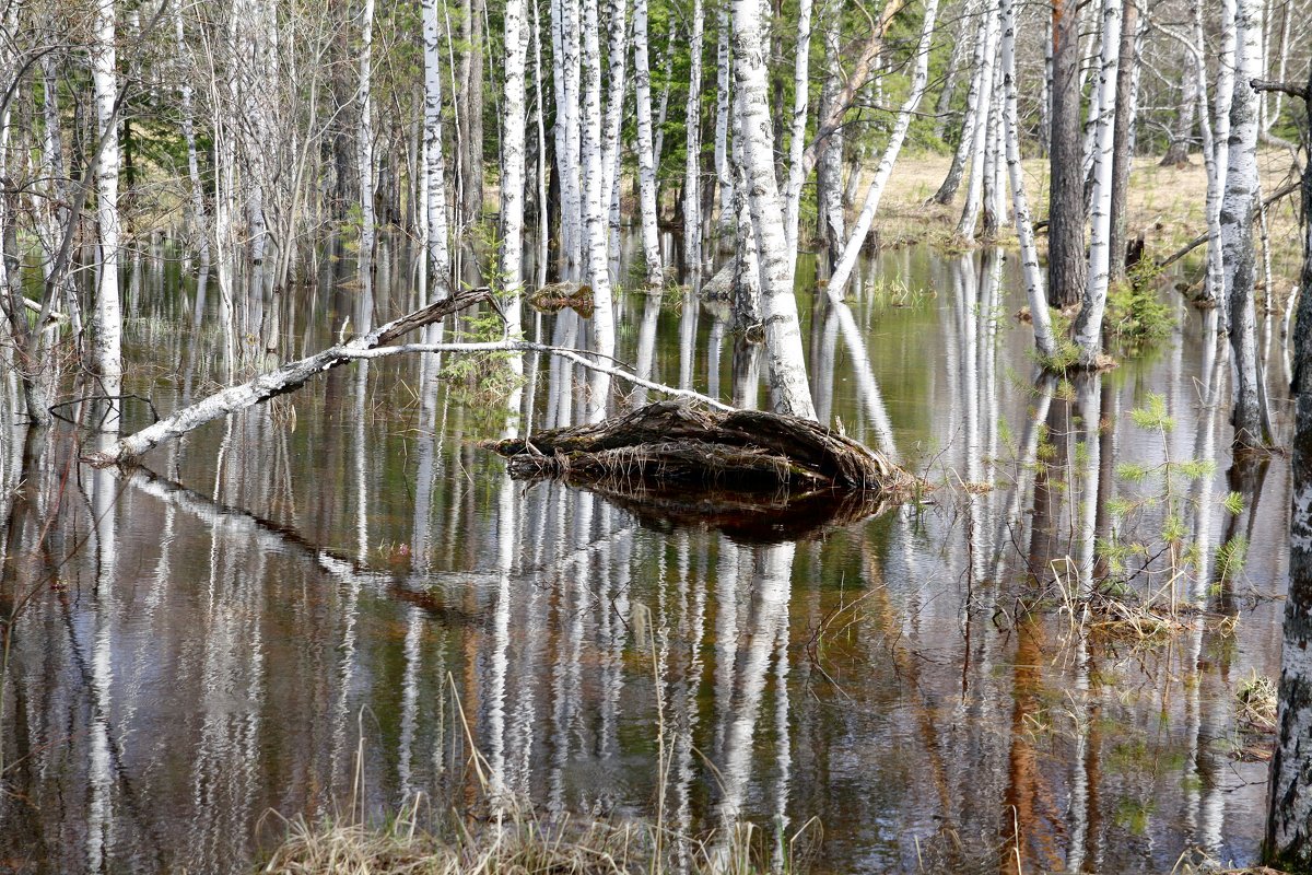 Большая вода - Грег 