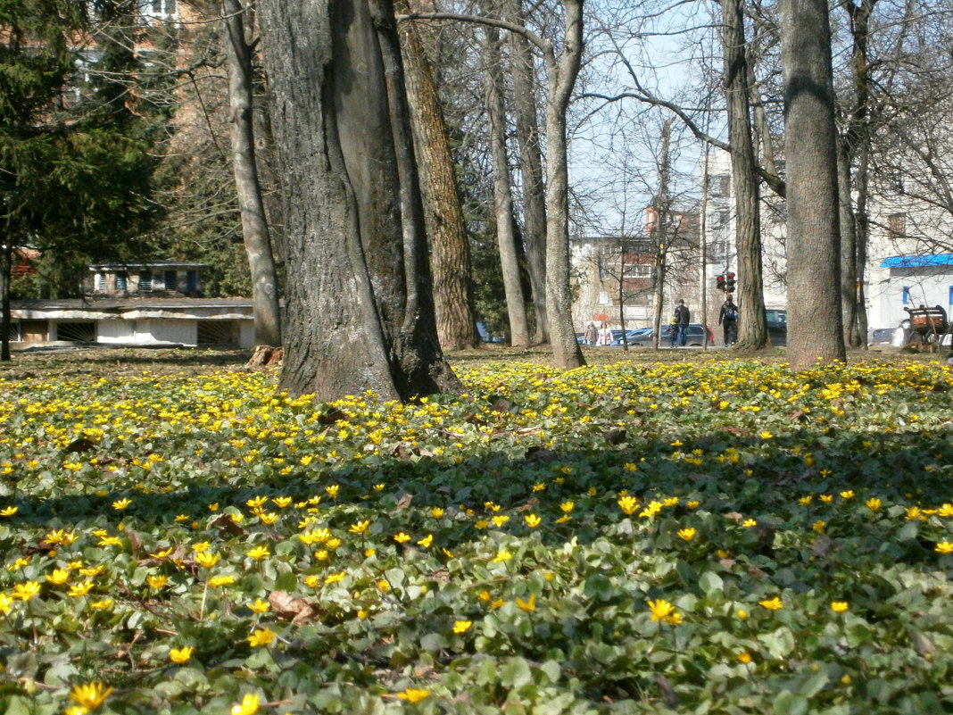 Желтая полянка - MarinaKiseleva 