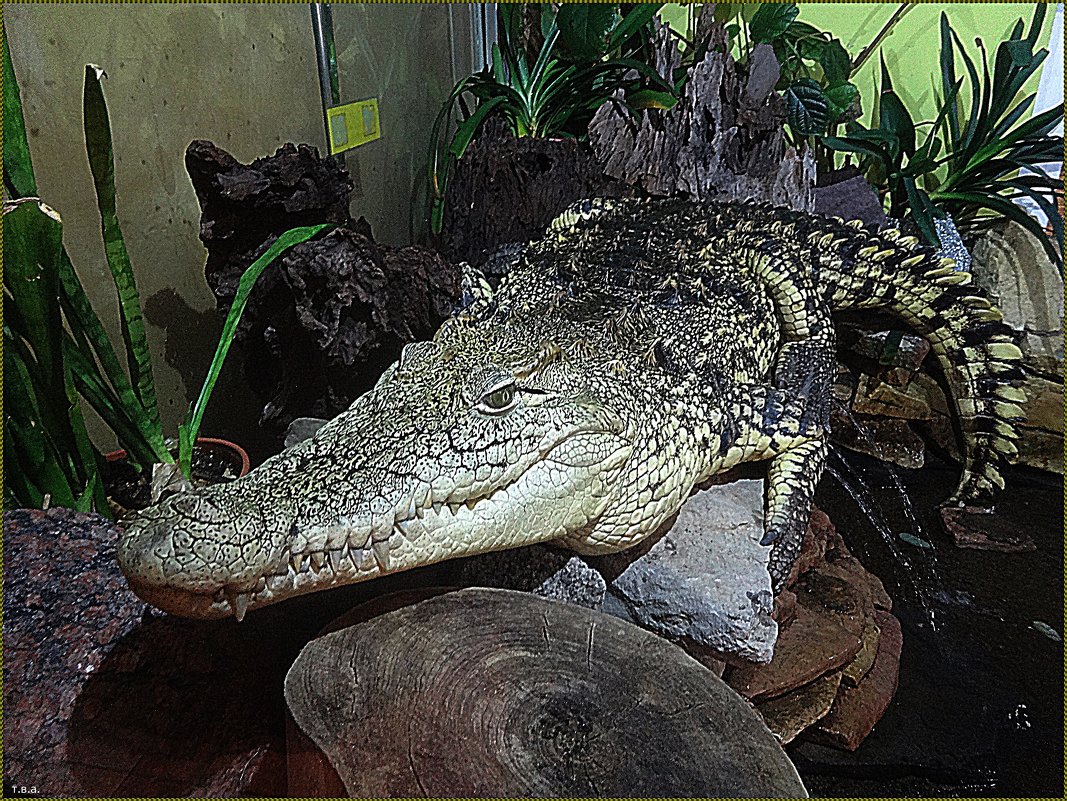 Крокодил - Вера 