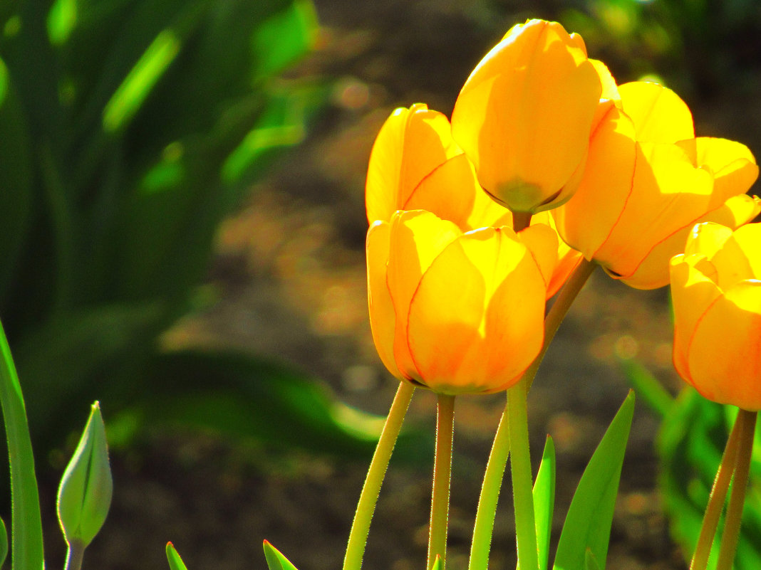 yellow tulips - mAri 