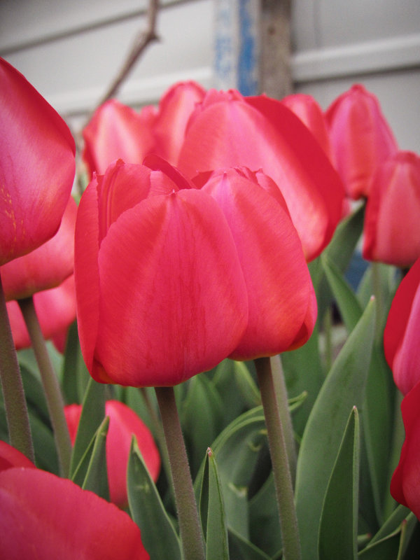 red tulips - mAri 