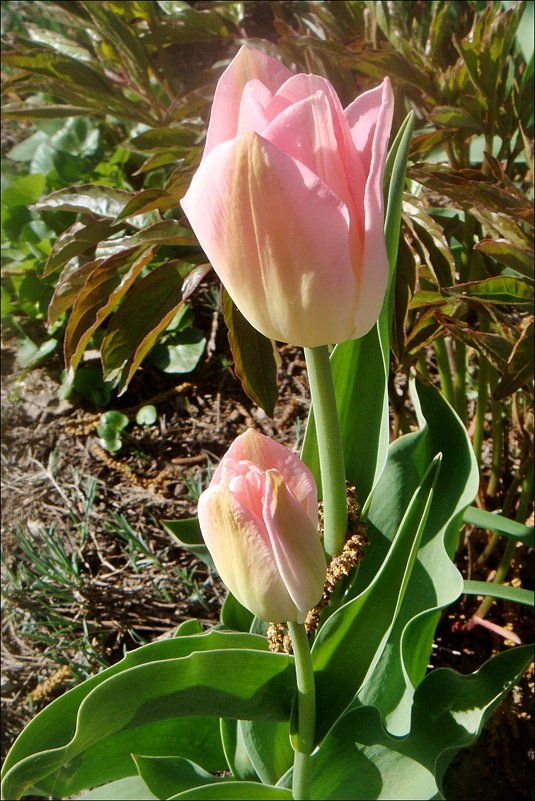 Нежность розовых тюльпанов - Нина Корешкова