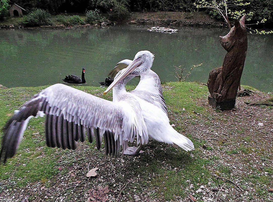 Танцующий пеликан - Елена Павлова (Смолова)