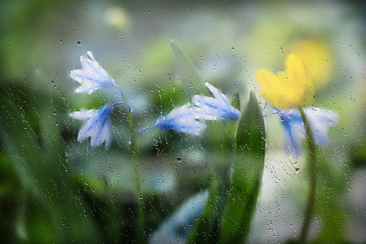 первый весенний дождик - Эльмира Суворова