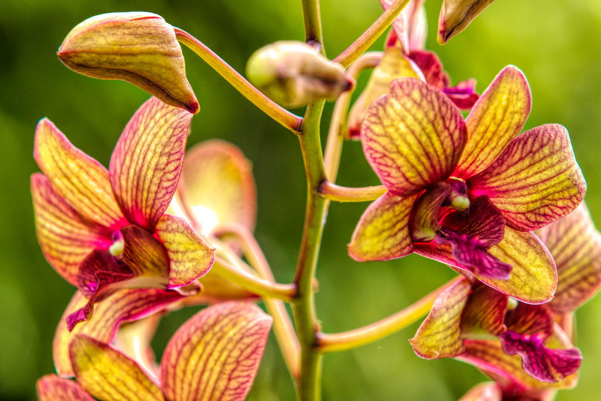 Орхидея Саки