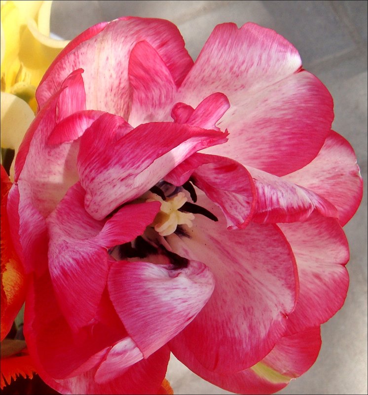 Необыкновенный тюльпан - Нина Корешкова