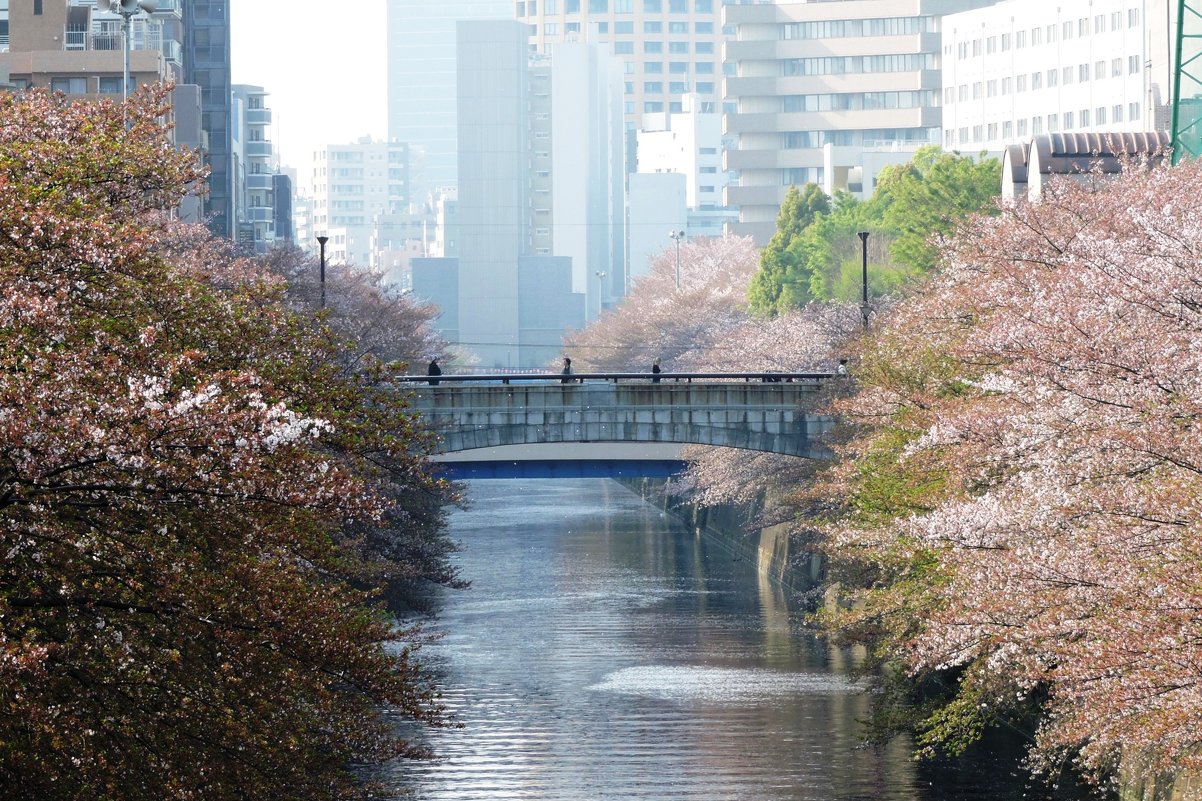 Цветущая сакура на берегах реки Мегуро в Токио - Tatiana Belyatskaya