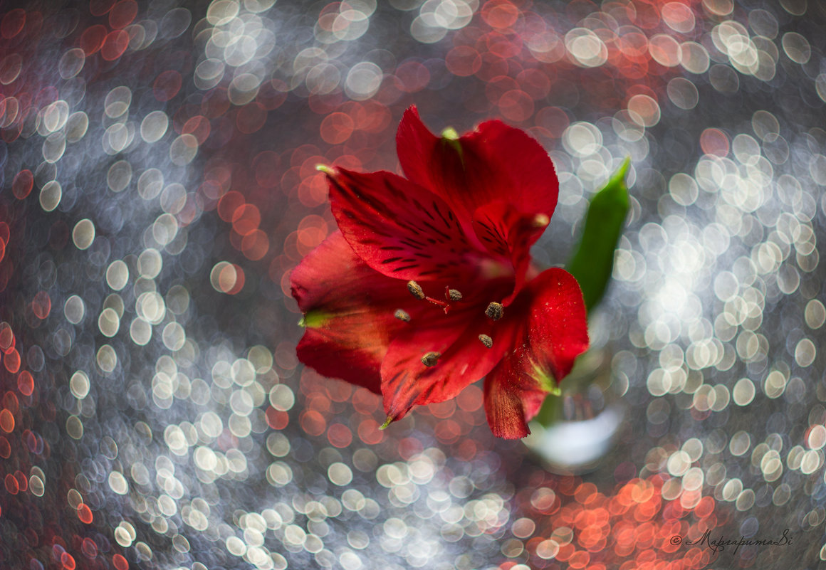 Красный цветок - Маргарита Си 