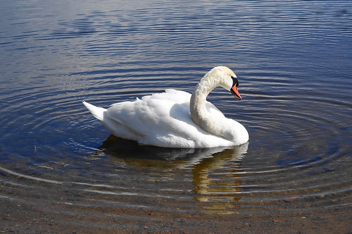 Одинокий лебедь на озере - Маргарита Батырева