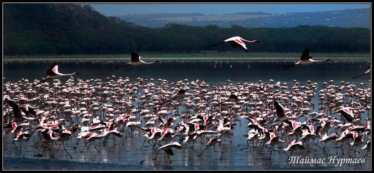 Кения озеро Наккуру  полёт фламинго - Таймас 