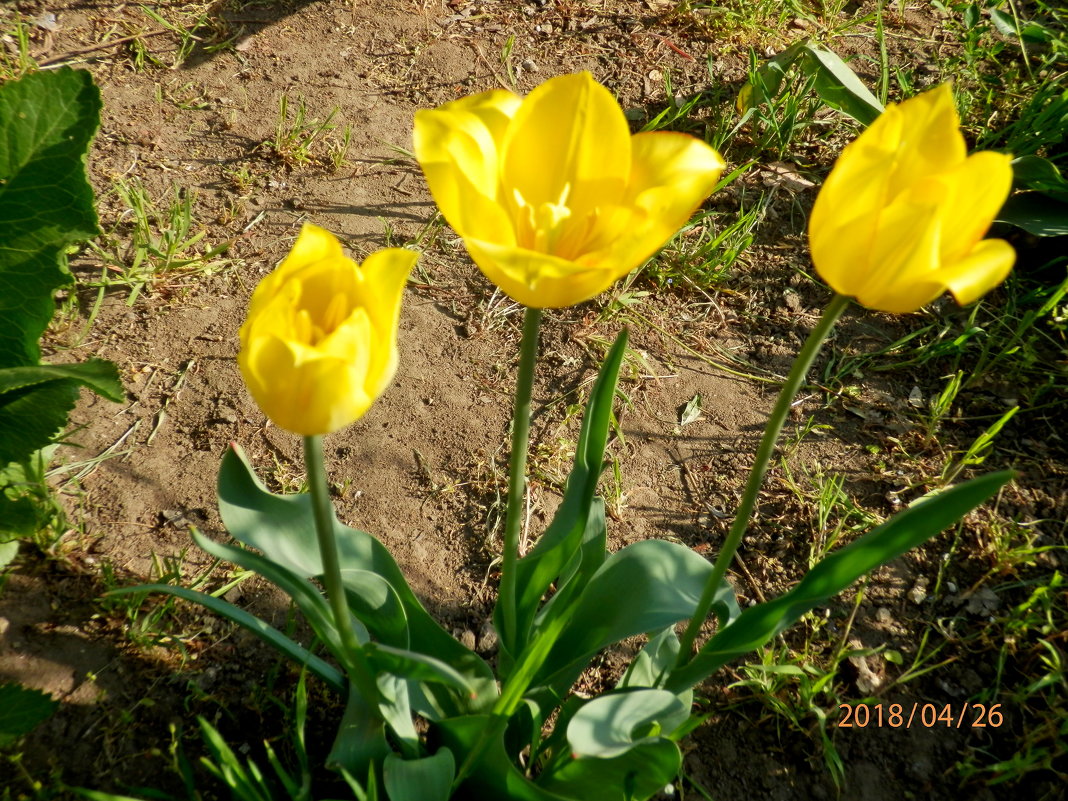 желтые тюльпаны--вестники разлуки - Люша 